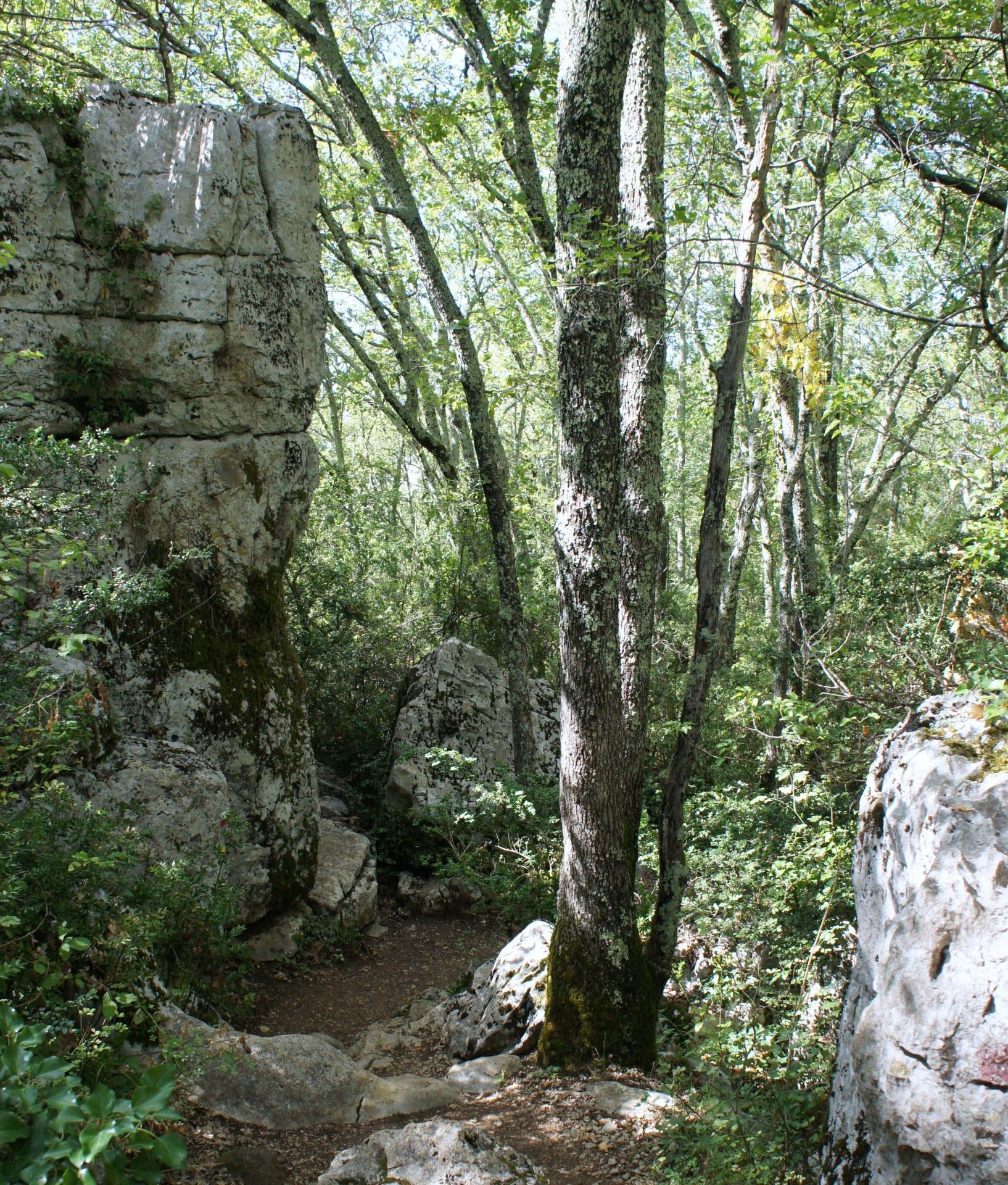 Le bois de Païolive