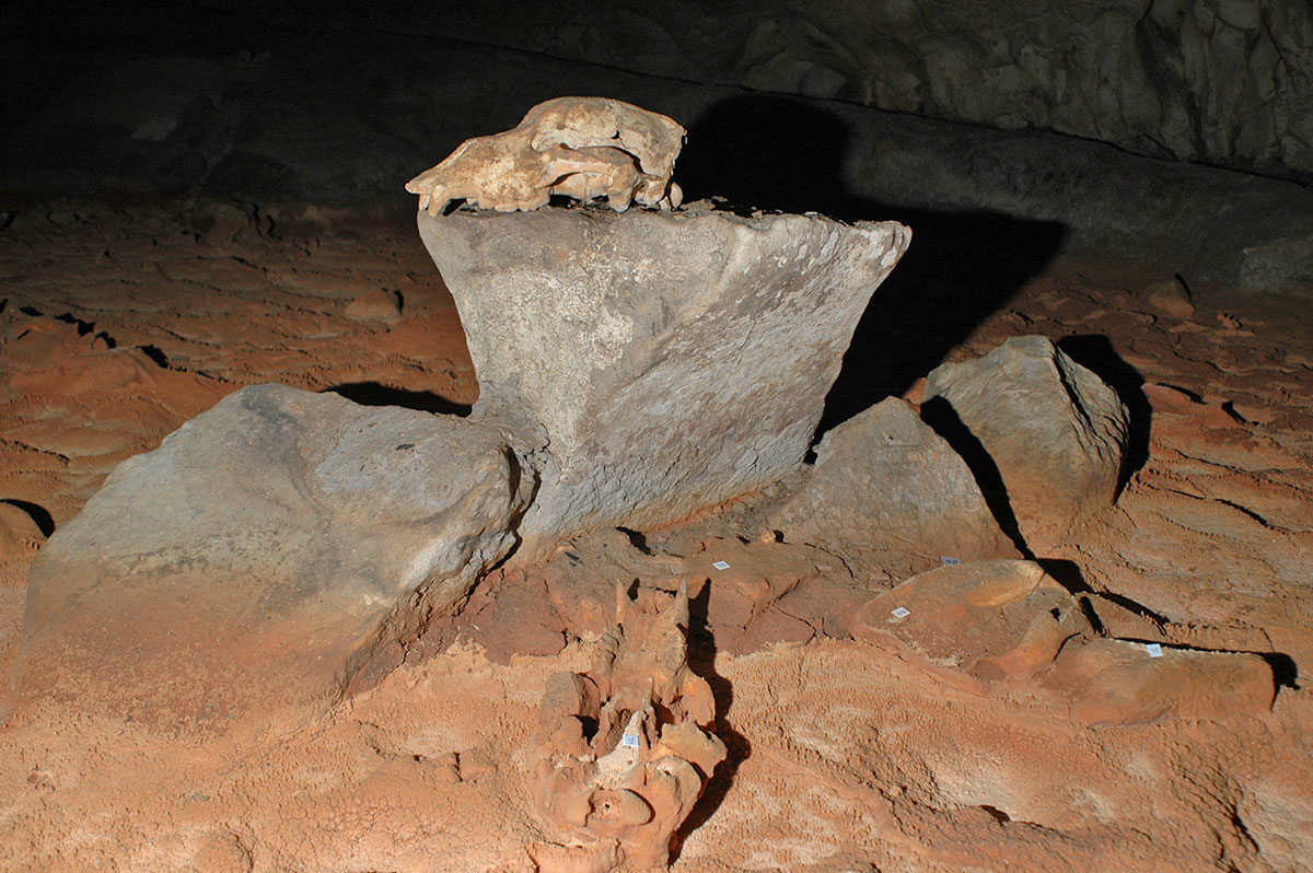 Crane d'ours dans la Grotte Chauvet