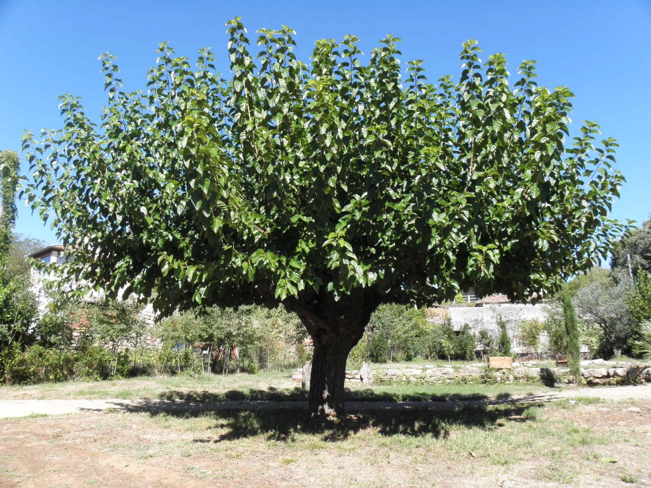 Locations Gîtes Ardèche Méridionale